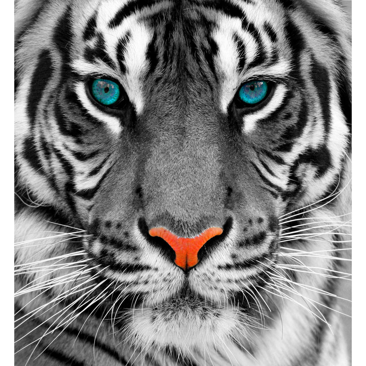 Cortesi Home Thrill of the Tiger Tempered Glass Wall Art, 24&quot; x 24&quot;