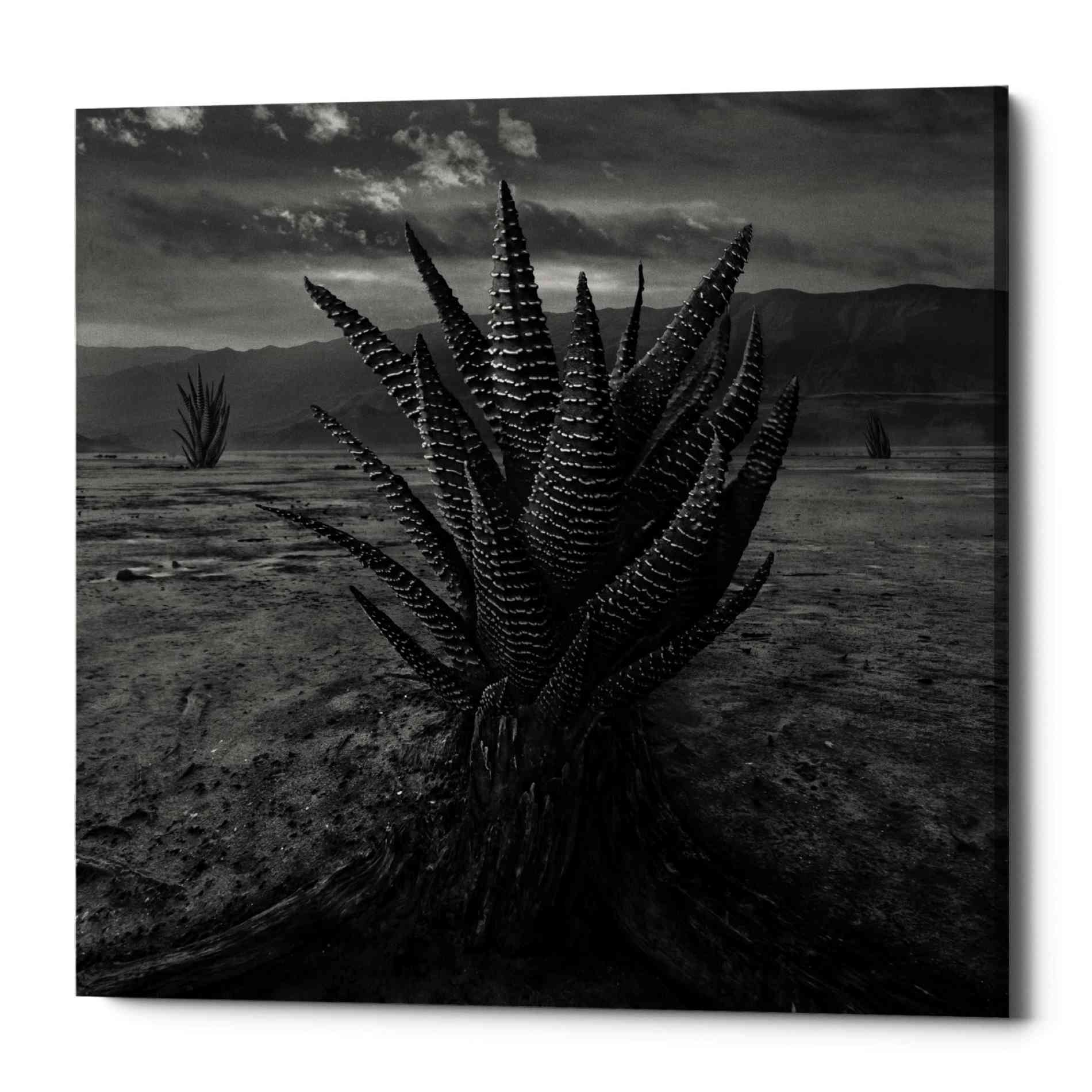 Epic Graffiti 'Cactus' by Dariusz Klimczak, Canvas Wall Art