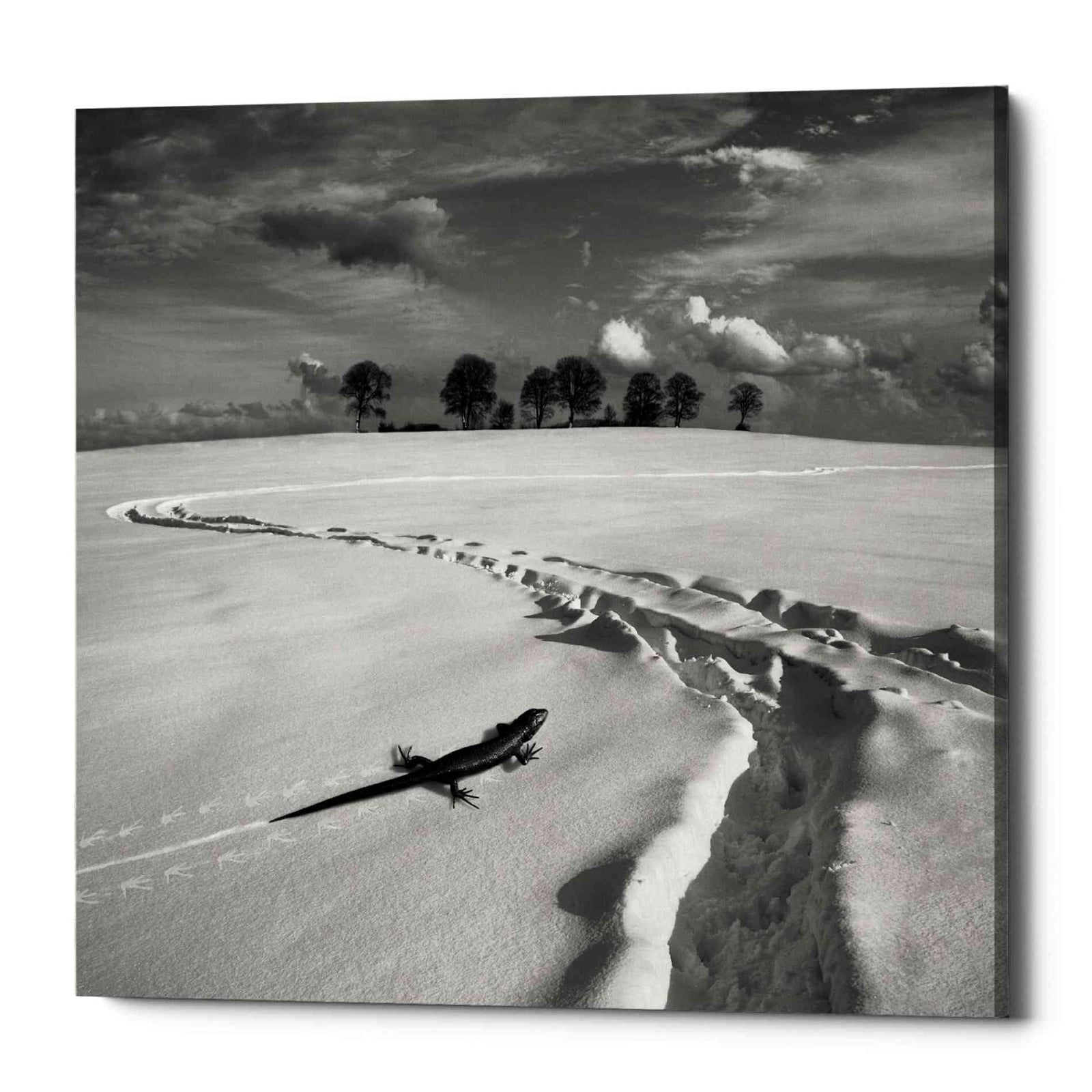 Epic Graffiti 'Snowy Lizard' by Dariusz Klimczak, Canvas Wall Art