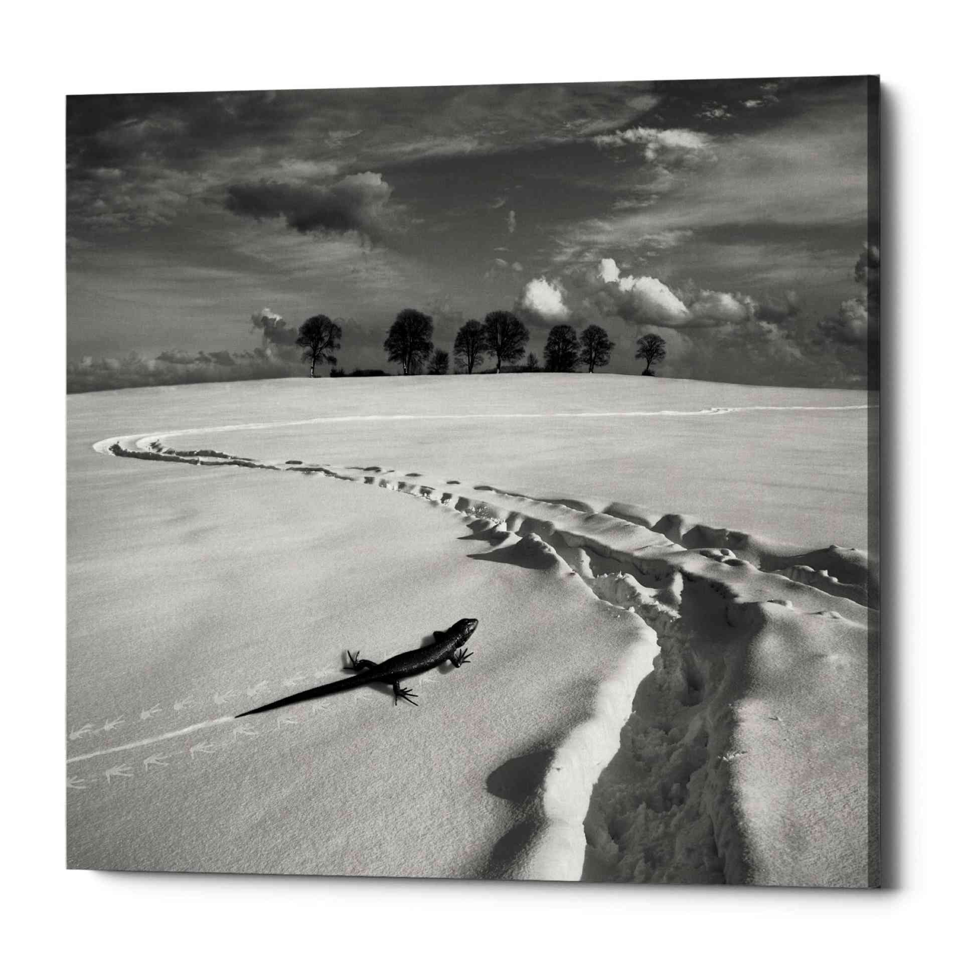 Epic Graffiti 'Snowy Lizard' by Dariusz Klimczak, Canvas Wall Art