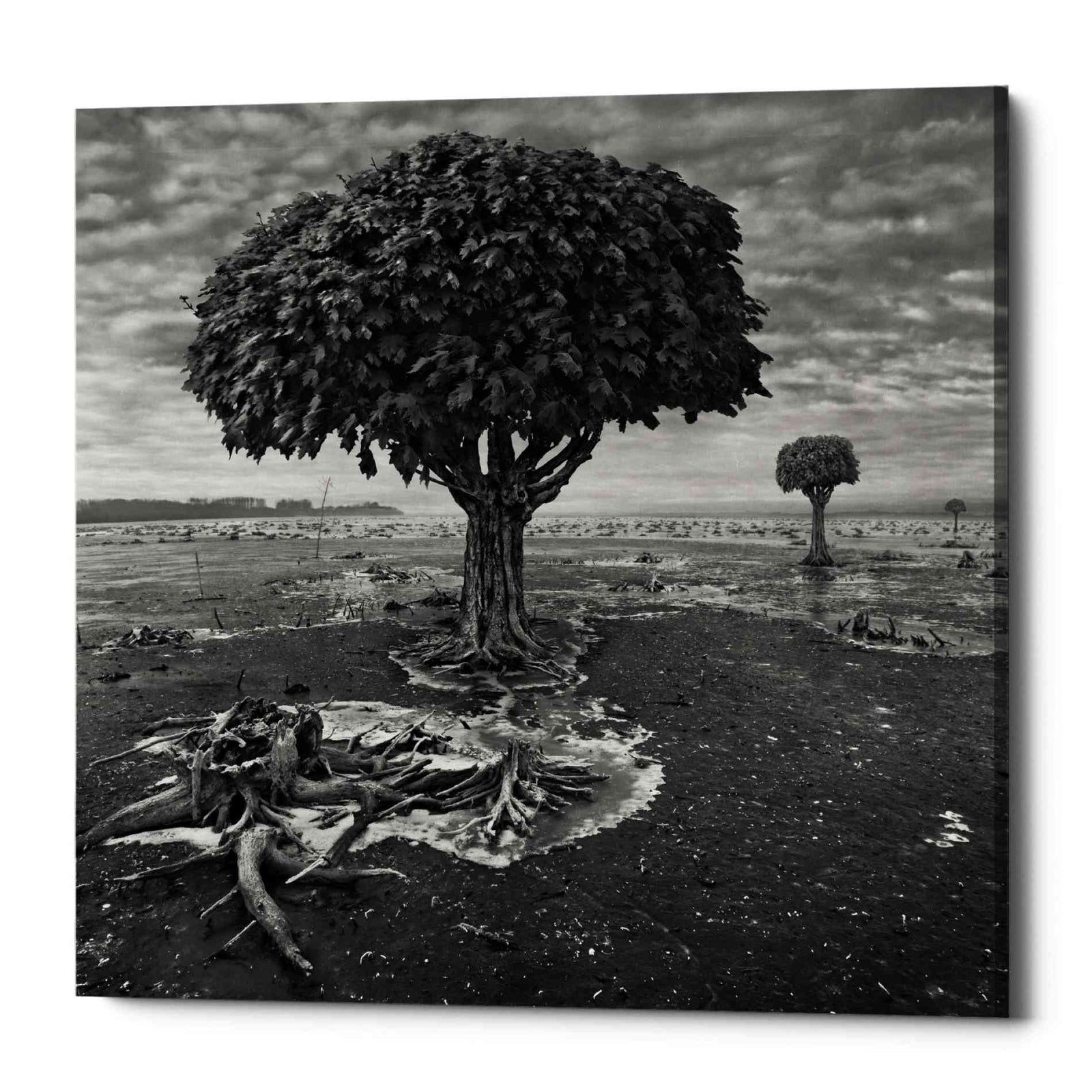 Epic Graffiti 'Trees' by Dariusz Klimczak, Canvas Wall Art
