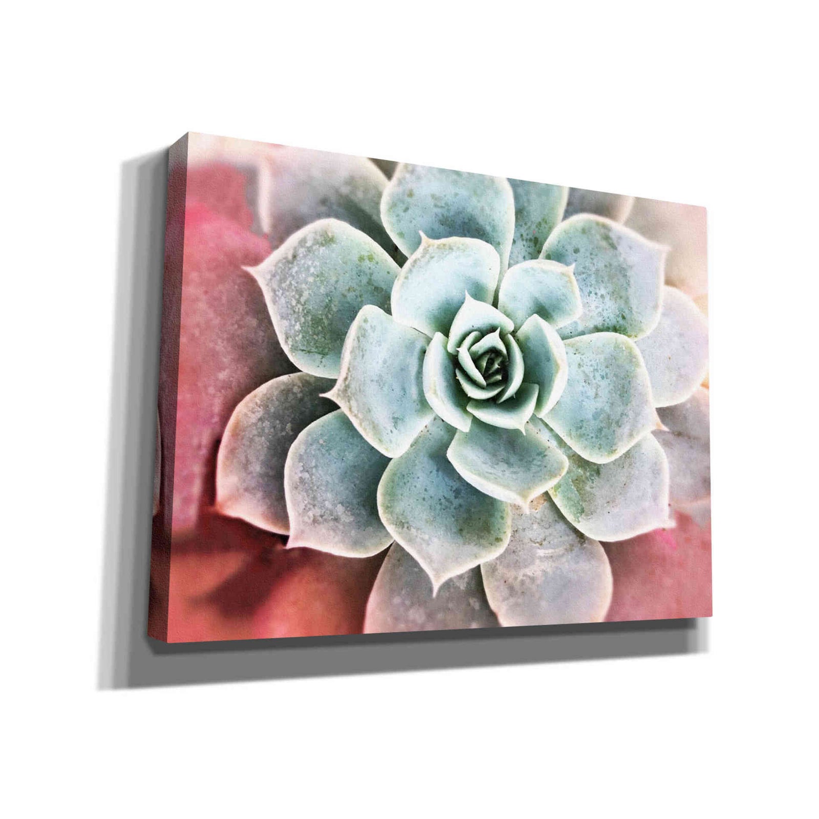 Epic Graffiti 'Succulent Garden' by Irena Orlov, Giclee Canvas Wall Art