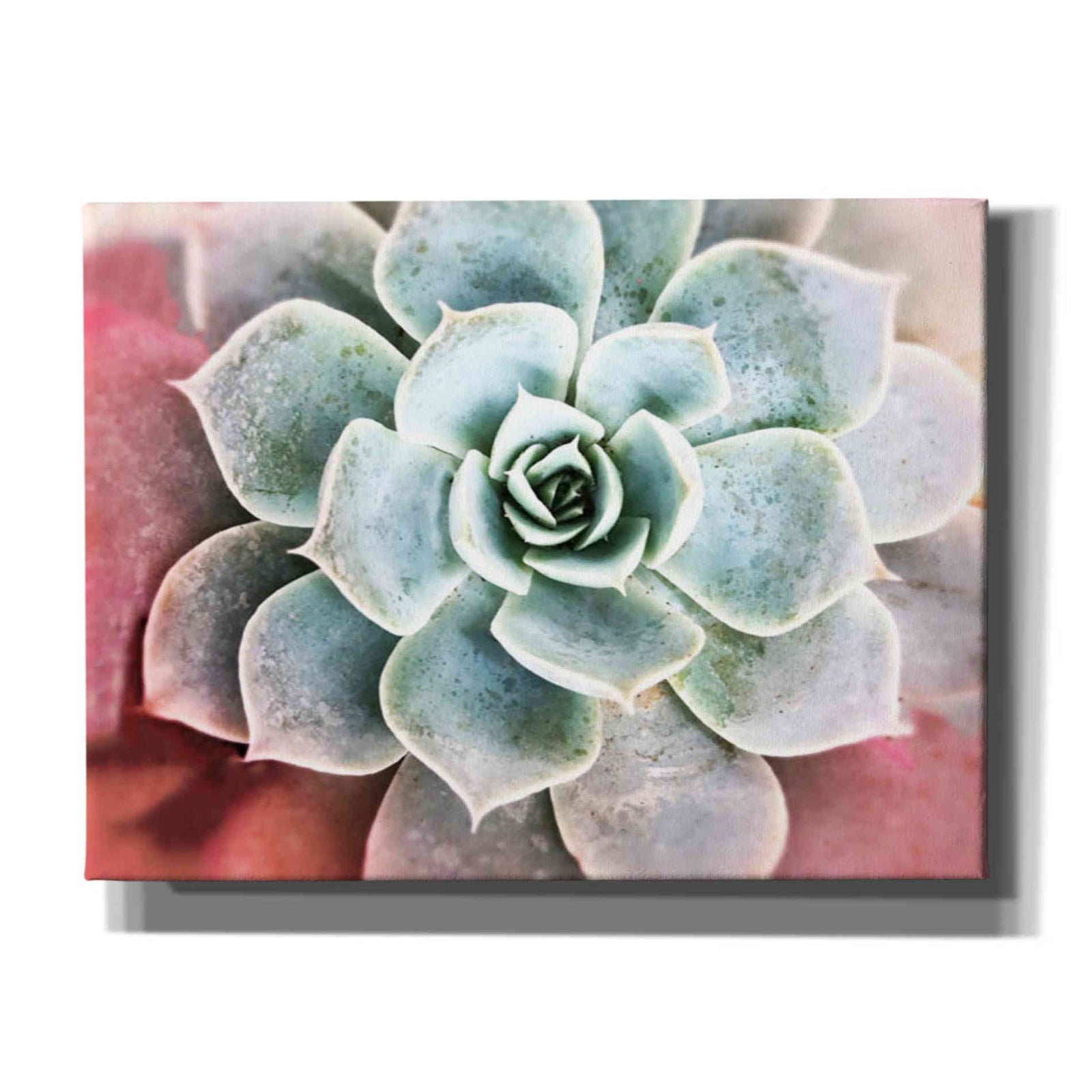 Epic Graffiti 'Succulent Garden' by Irena Orlov, Giclee Canvas Wall Art