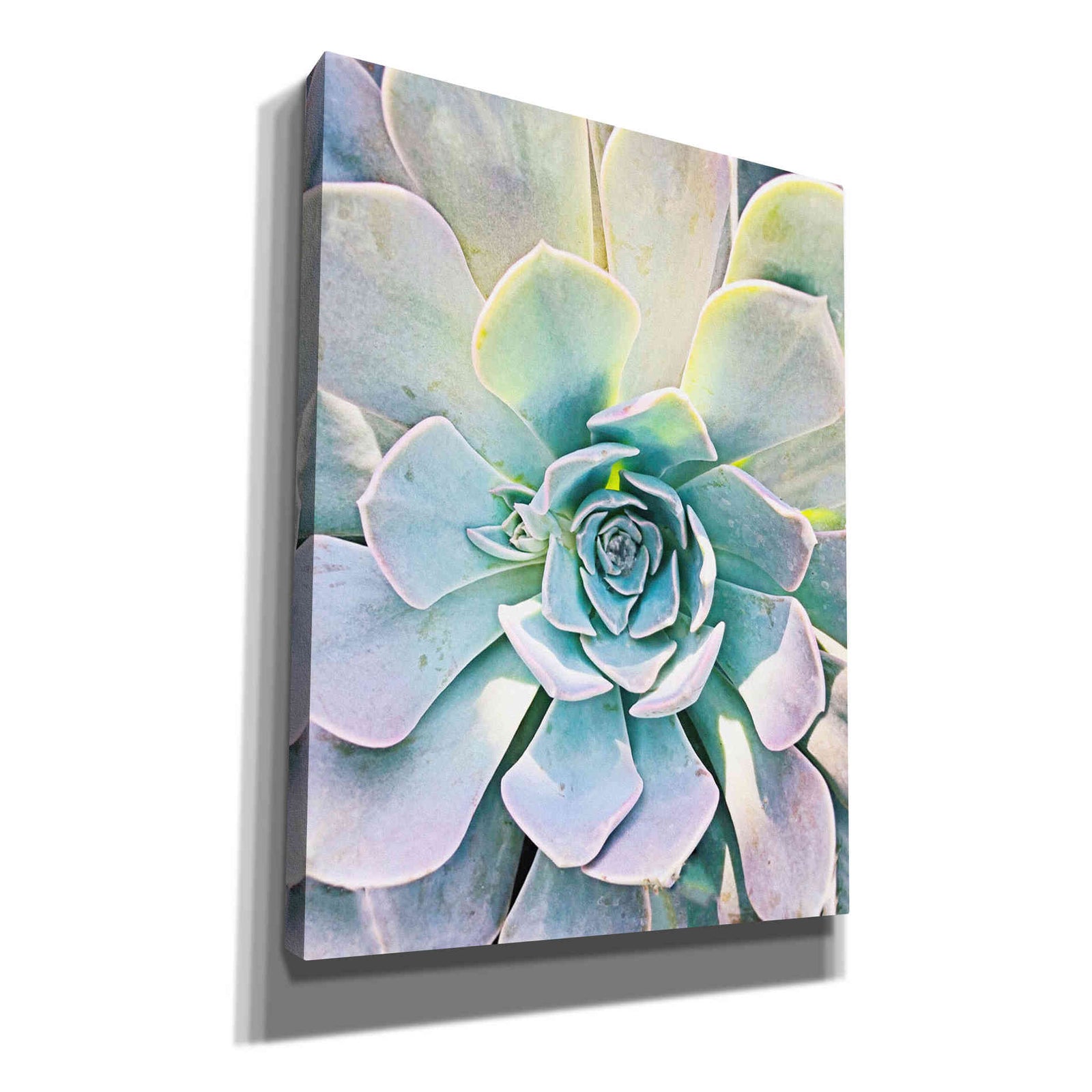 Epic Graffiti 'Unique Succulent' by Irena Orlov, Giclee Canvas Wall Art