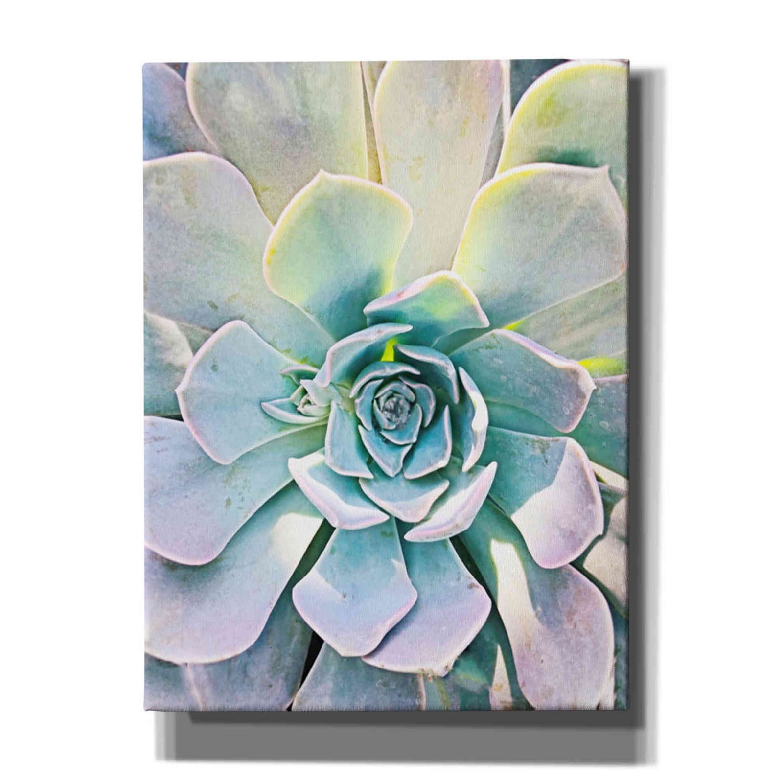 Epic Graffiti 'Unique Succulent' by Irena Orlov, Giclee Canvas Wall Art