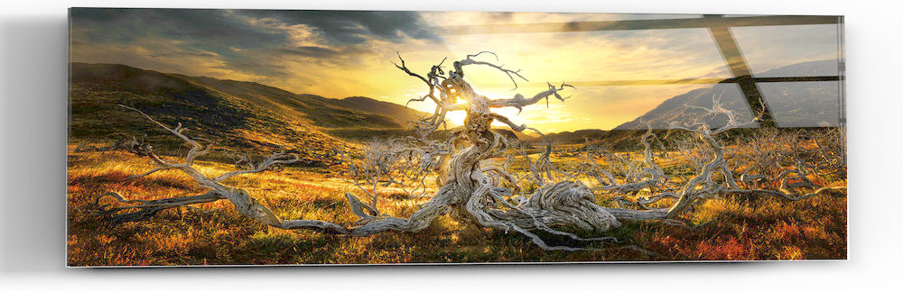 Epic Graffiti &quot;Dame of the Desert&quot; in a High Gloss Acrylic Wall Art, 60&quot; x 20&quot;