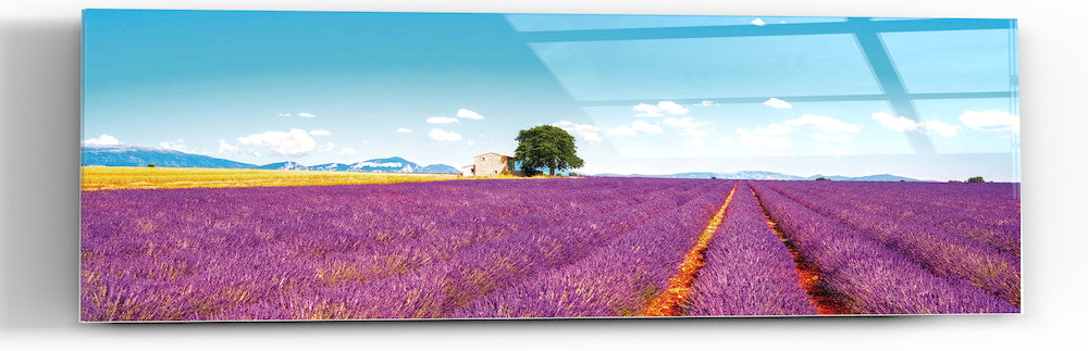 Epic Graffiti &quot;Field of Lavender&quot; in a High Gloss Acrylic Wall Art, 60&quot; x 20&quot;