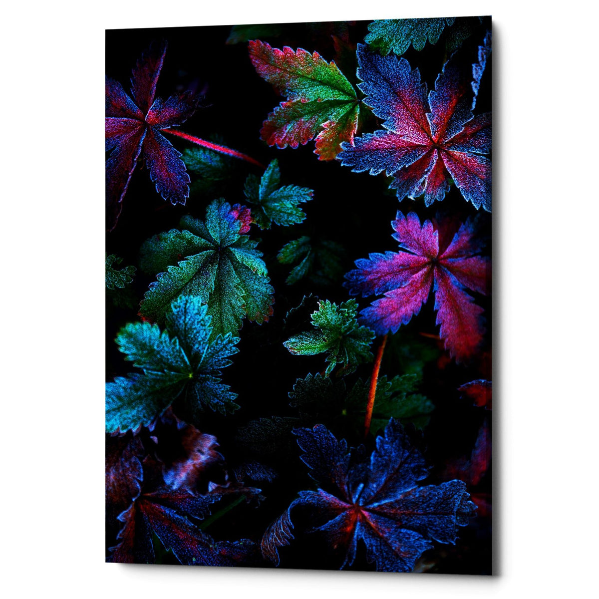 Epic Graffiti &quot;Frosty Fall&quot; by Darren White, Giclee Canvas Wall Art