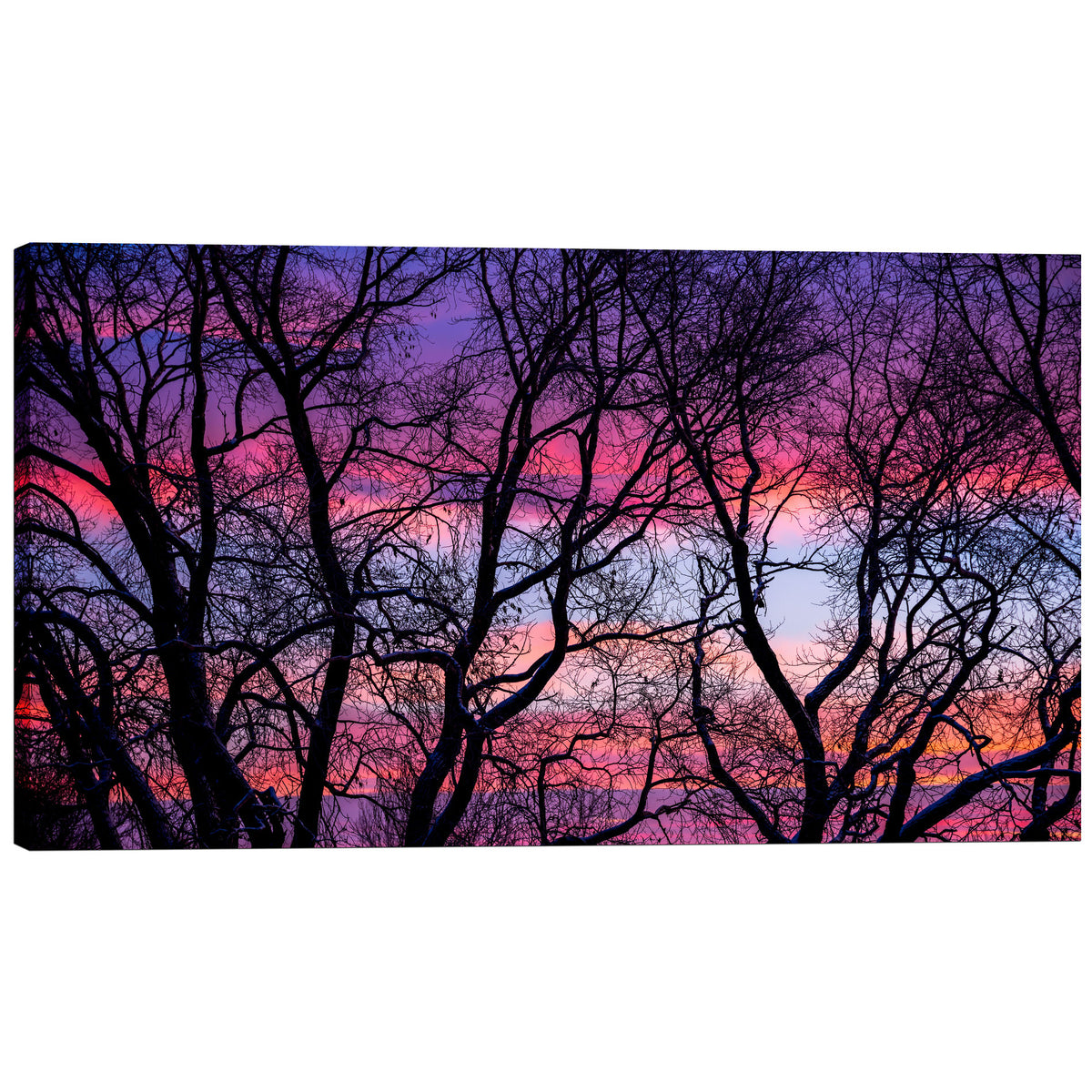 Epic Graffiti &quot;Sunrise in the Trees&quot; by Darren White, Giclee Canvas Wall Art