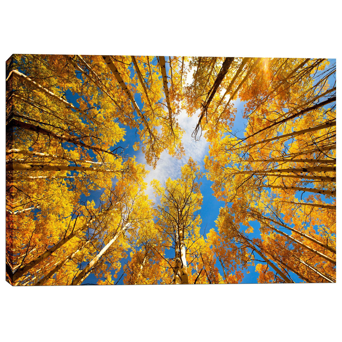 Epic Graffiti &quot;Towering Aspens&quot; by Darren White, Giclee Canvas Wall Art